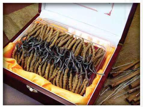 临城镇冬虫夏草回收